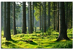 Obraz na stenu ZS - bez pomeru strán